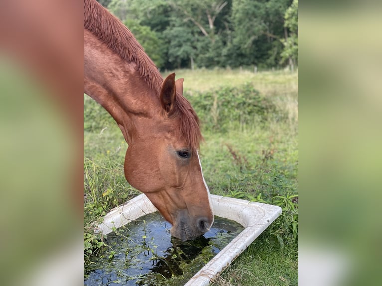 Hannoveraner Stute 11 Jahre 170 cm Fuchs in Beckingen