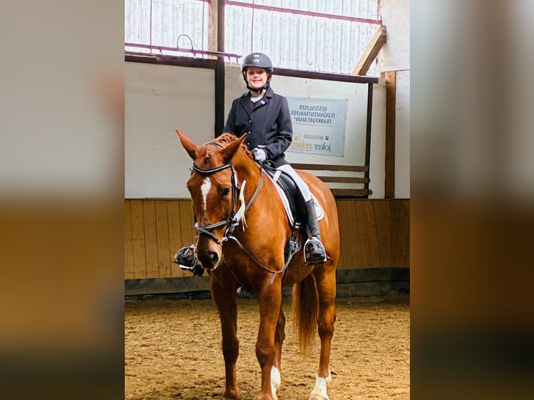 Hannoveraner Stute 11 Jahre 170 cm Fuchs in Pfungstadt