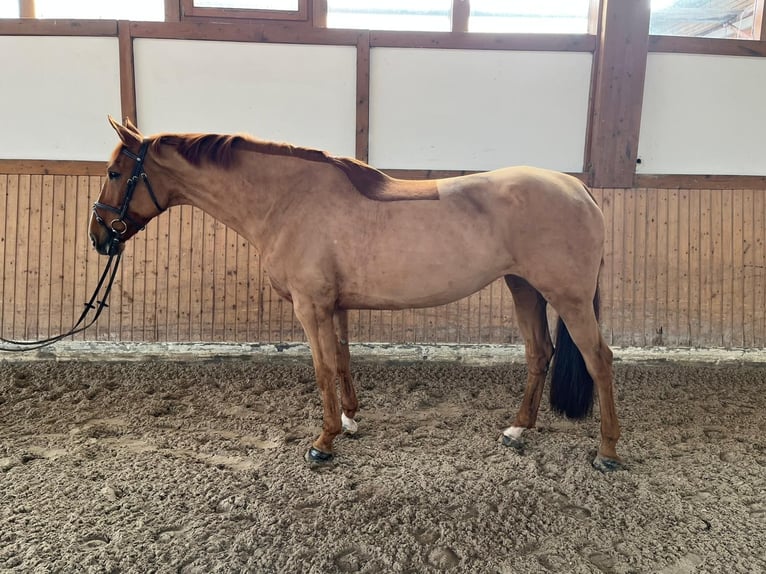 Hannoveraner Stute 11 Jahre 170 cm Fuchs in Hohenstein Ödenwaldstetten