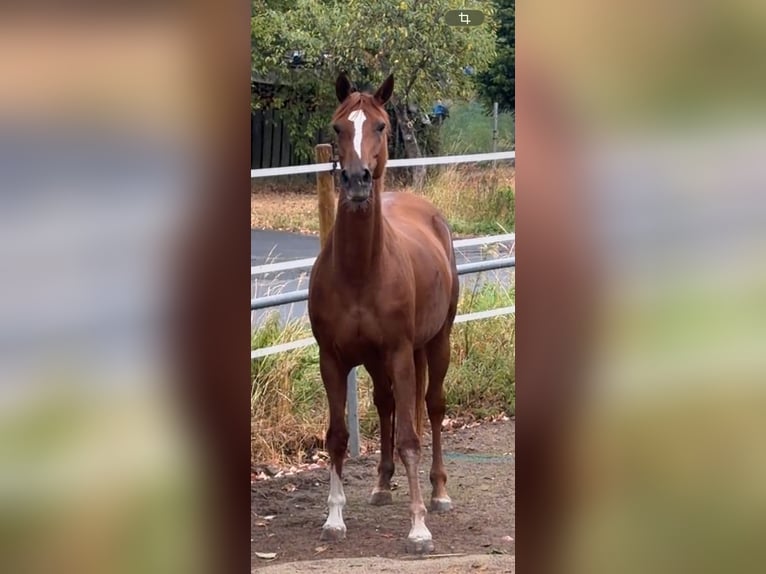 Hannoveraner Stute 11 Jahre 170 cm Fuchs in Prichsenstadt