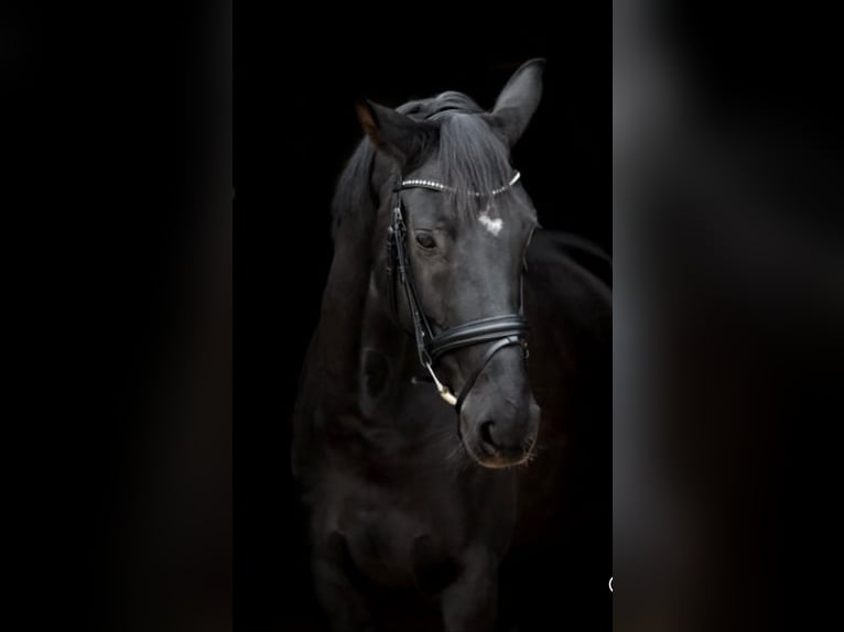Hannoveraner Stute 11 Jahre 170 cm Rappe in Steinweiler