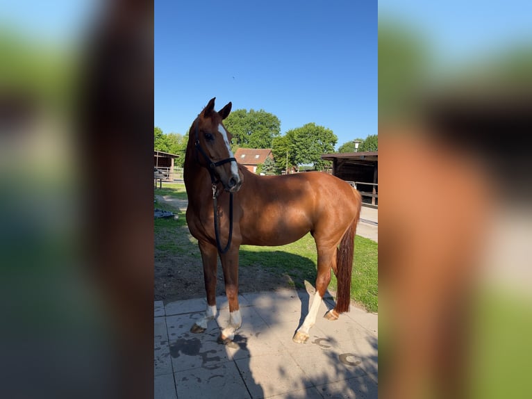 Hannoveraner Stute 11 Jahre 171 cm Fuchs in WalsrodeWalsrode