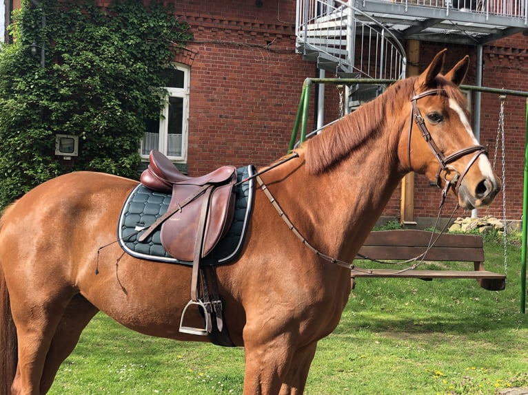 Hannoveraner Stute 11 Jahre 171 cm Fuchs in WalsrodeWalsrode
