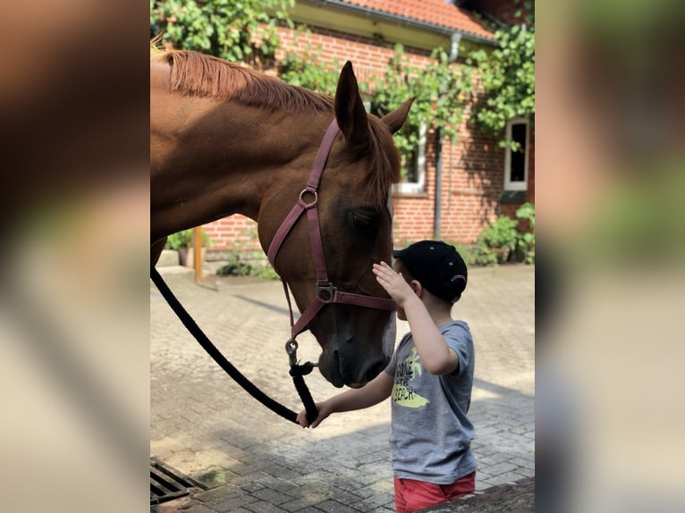 Hannoveraner Stute 11 Jahre 171 cm Fuchs in WalsrodeWalsrode
