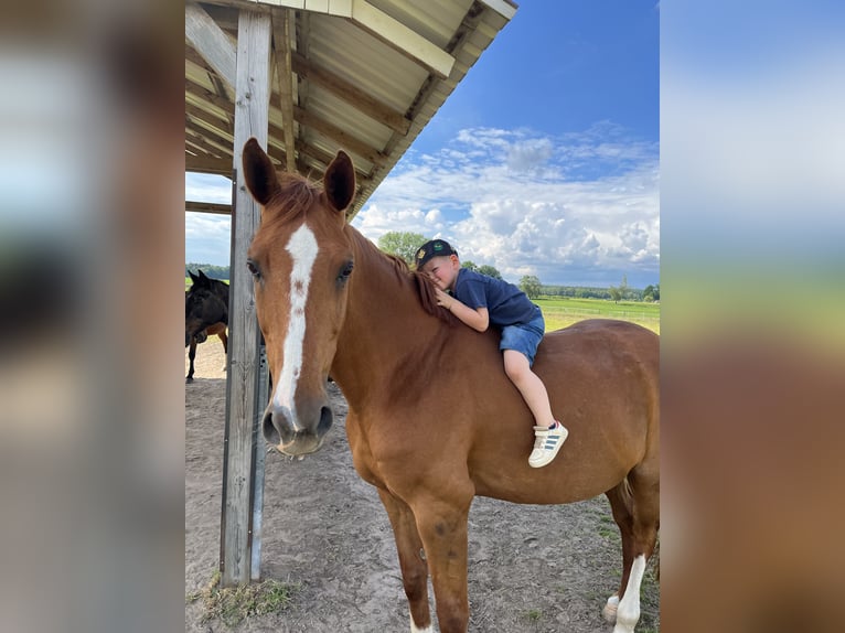 Hannoveraner Stute 11 Jahre 171 cm Fuchs in WalsrodeWalsrode