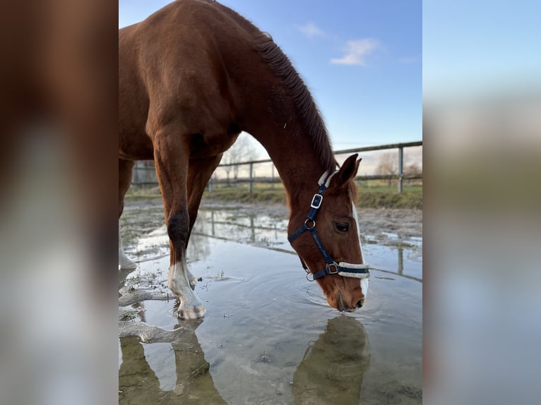 Hannoveraner Stute 11 Jahre 171 cm Fuchs in WalsrodeWalsrode