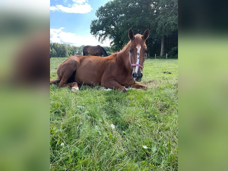 Hannoveraner Stute 11 Jahre 171 cm Fuchs in WalsrodeWalsrode