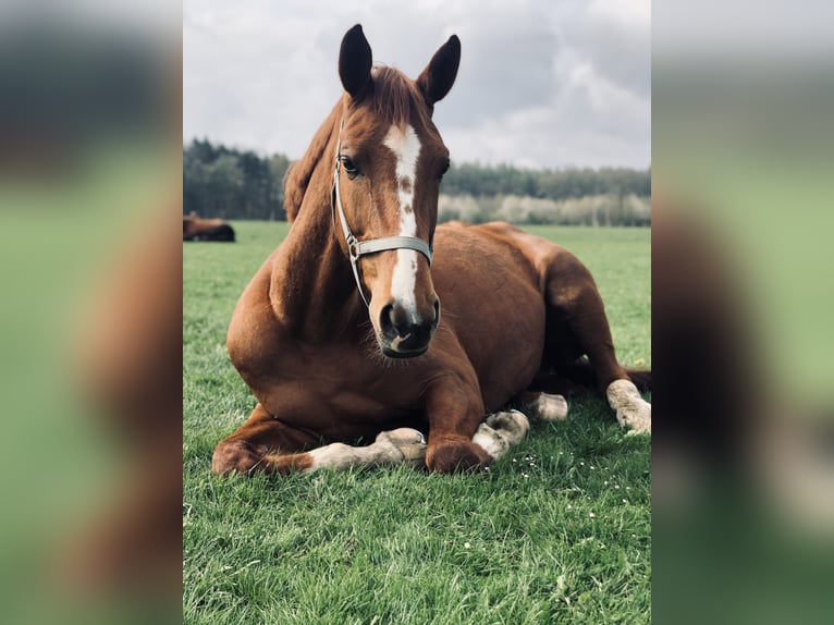 Hannoveraner Stute 11 Jahre 171 cm Fuchs in WalsrodeWalsrode