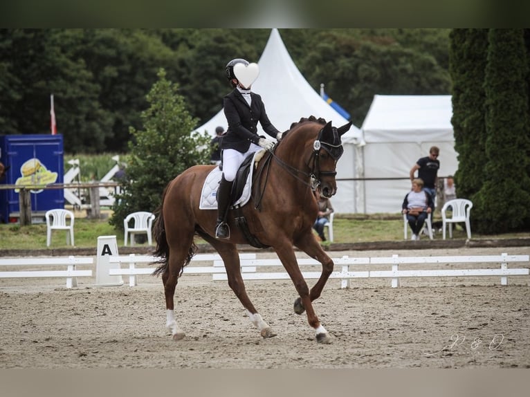 Hannoveraner Stute 11 Jahre 172 cm Fuchs in Xanten