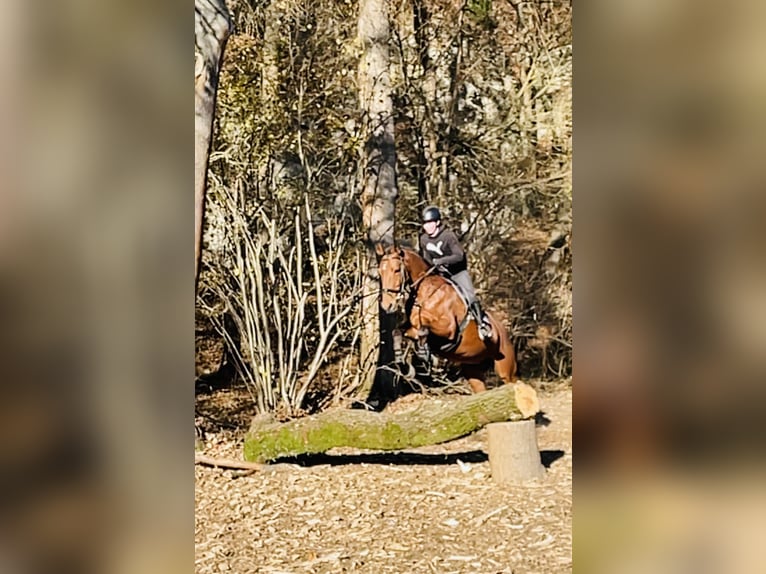 Hannoveraner Stute 11 Jahre 172 cm Hellbrauner in Hetschburg