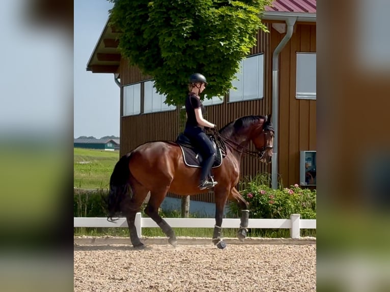 Hannoveraner Stute 11 Jahre 173 cm Brauner in Altenstadt
