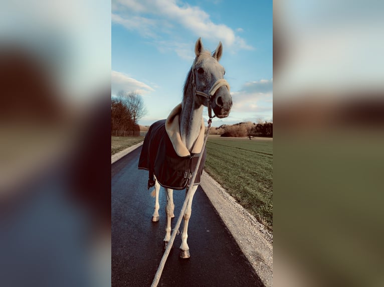 Hannoveraner Stute 11 Jahre 173 cm Fliegenschimmel in Filderstadt