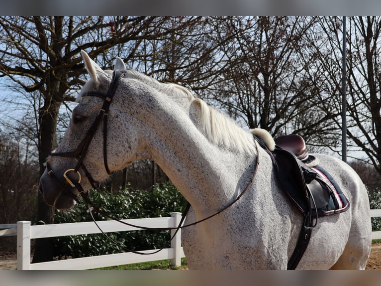 Hannoveraner Stute 11 Jahre 173 cm Fliegenschimmel in Filderstadt
