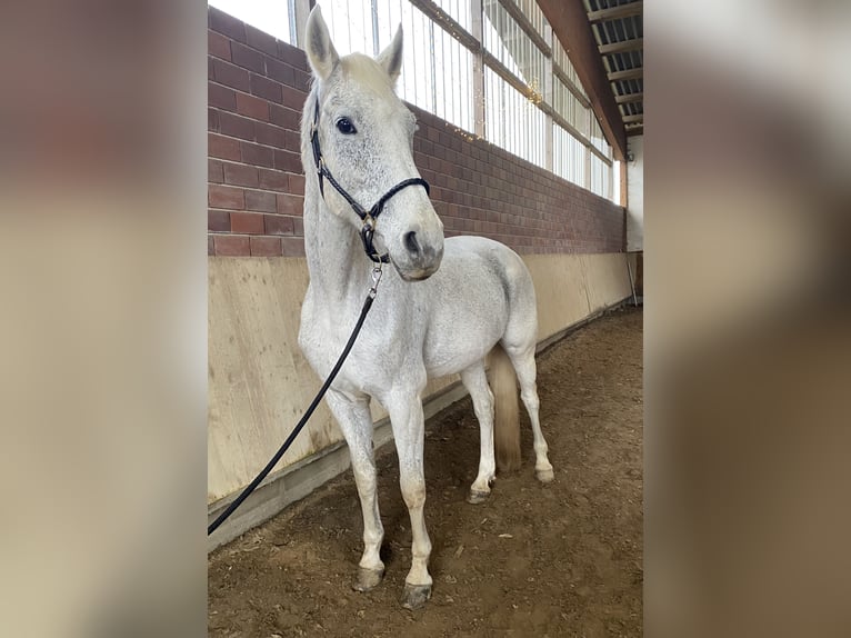 Hannoveraner Stute 11 Jahre 173 cm Fliegenschimmel in Filderstadt