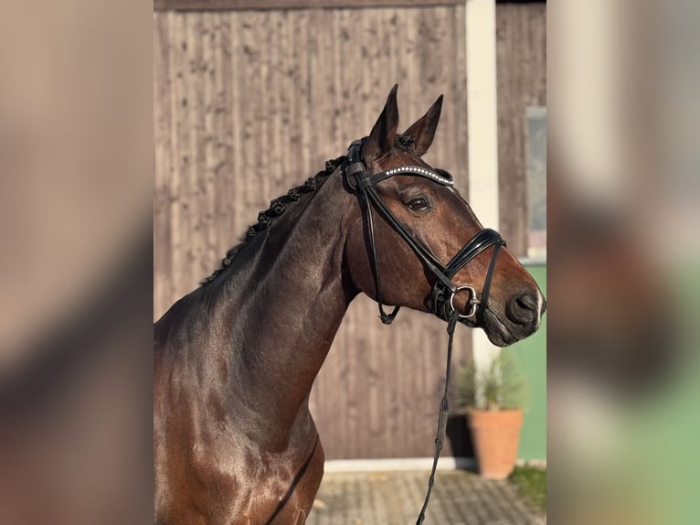 Hannoveraner Stute 11 Jahre 174 cm Brauner in Brunnthal