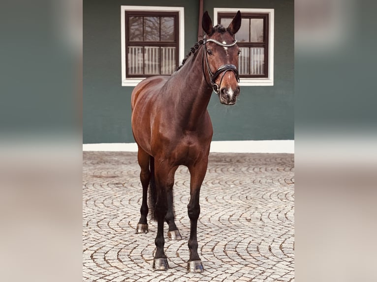Hannoveraner Stute 11 Jahre 174 cm Brauner in Brunnthal