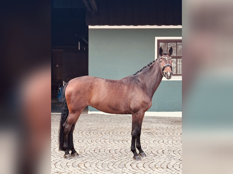 Hannoveraner Stute 11 Jahre 174 cm Brauner in Brunnthal