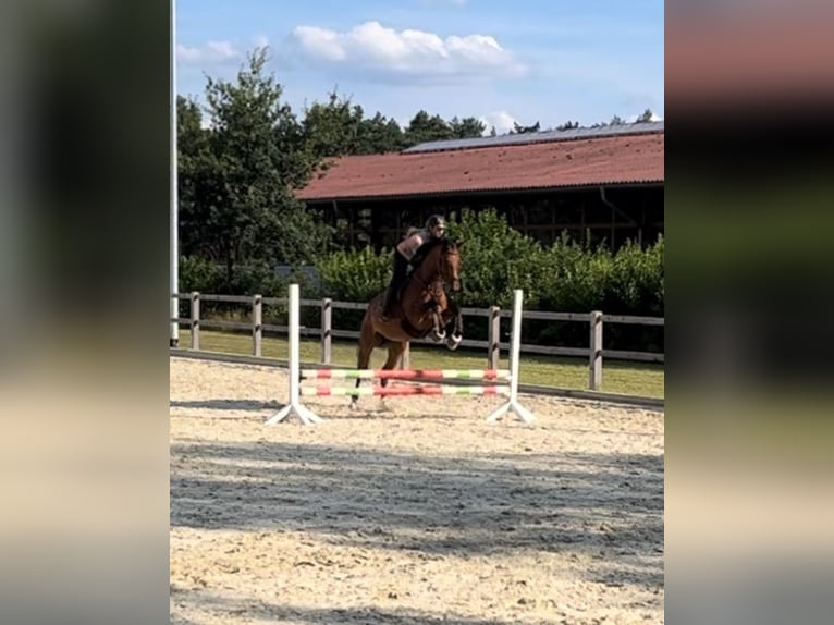 Hannoveraner Stute 11 Jahre 174 cm Brauner in Oerlinghausen