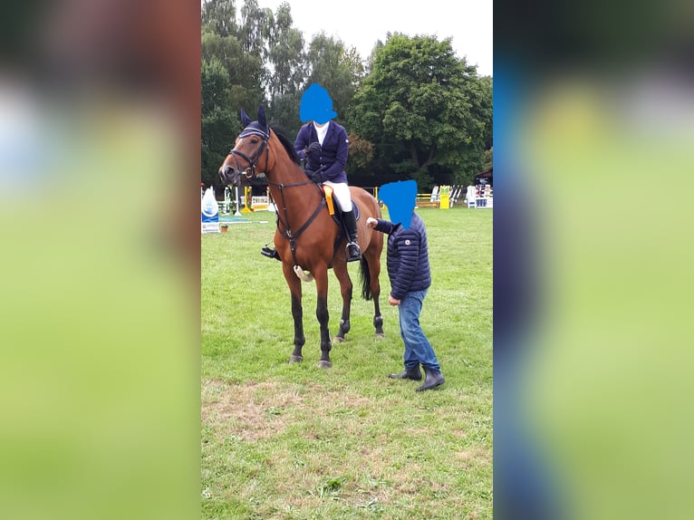 Hannoveraner Stute 11 Jahre 174 cm Brauner in Langwedel