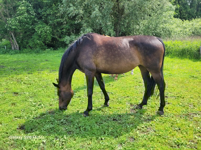 Hannoveraner Stute 11 Jahre 174 cm Dunkelbrauner in Grevesm&#xFC;hlen