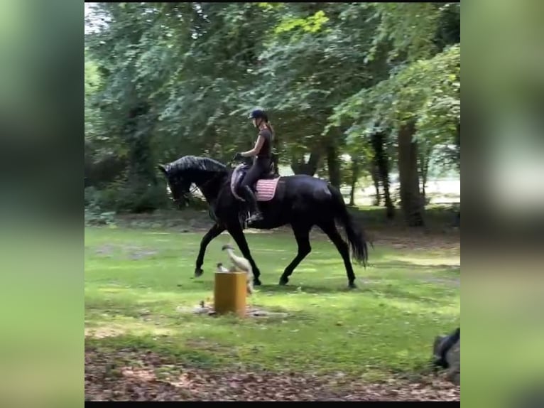Hannoveraner Stute 11 Jahre 174 cm Rappe in Hamm