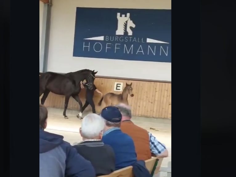 Hannoveraner Stute 11 Jahre 174 cm Rappe in Hamersen