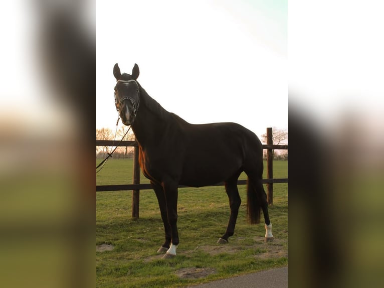 Hannoveraner Stute 11 Jahre 174 cm Rappe in Hamersen