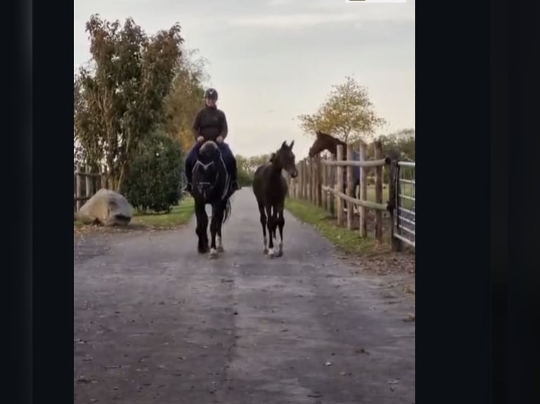 Hannoveraner Stute 11 Jahre 174 cm Rappe in Hamersen