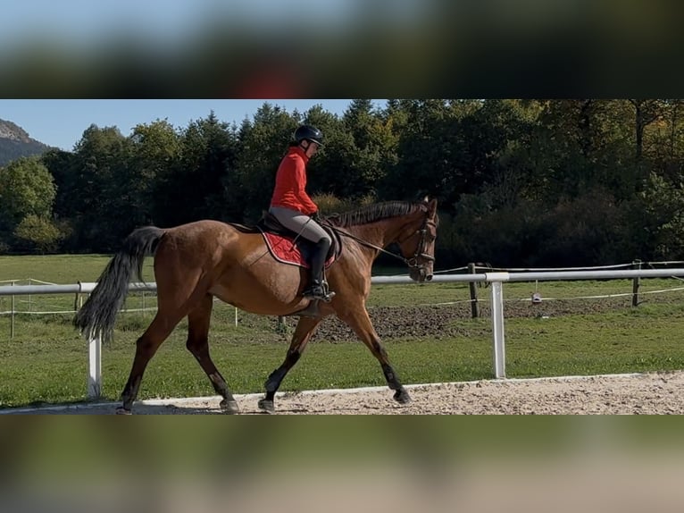 Hannoveraner Stute 11 Jahre 176 cm Brauner in Sch&#xF6;mberg
