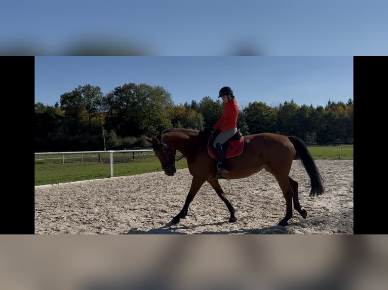 Hannoveraner Stute 11 Jahre 176 cm Brauner in Sch&#xF6;mberg