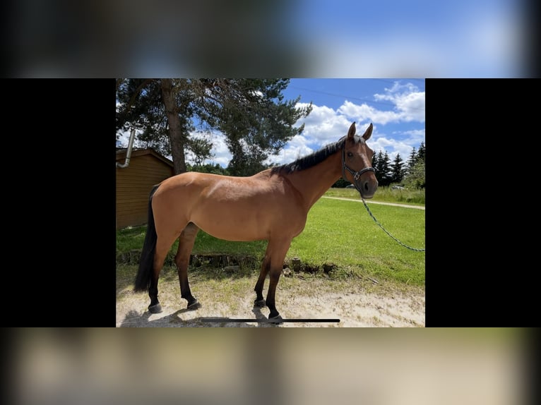 Hannoveraner Stute 11 Jahre 176 cm Brauner in Sch&#xF6;mberg