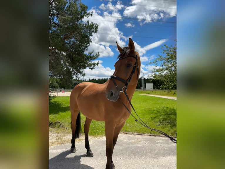 Hannoveraner Stute 11 Jahre 176 cm Brauner in Sch&#xF6;mberg