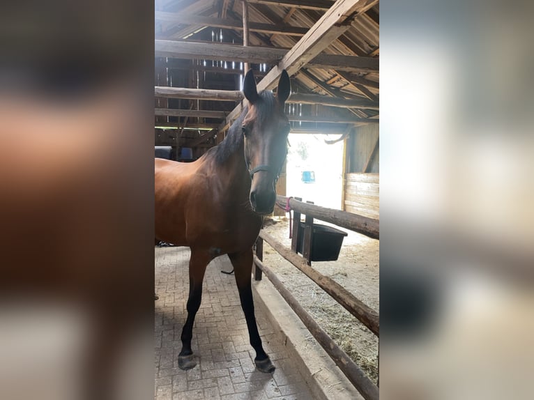 Hannoveraner Stute 11 Jahre 178 cm Brauner in Bippen