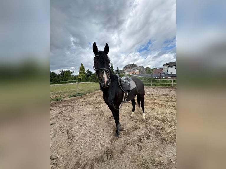 Hannoveraner Stute 11 Jahre 178 cm Rappe in Herzogenrath