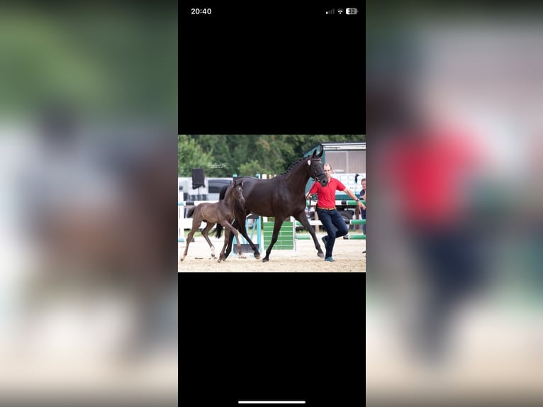 Hannoveraner Stute 11 Jahre 178 cm Rappe in Westerstede