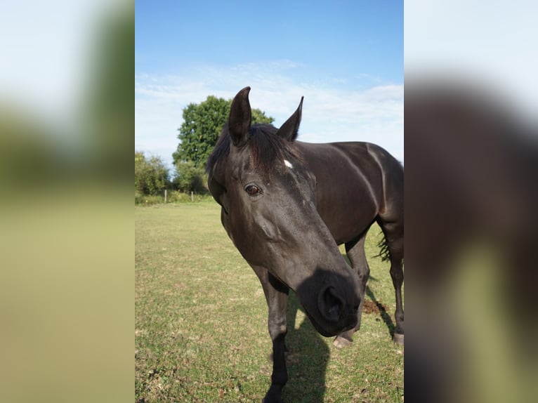 Hannoveraner Stute 11 Jahre 178 cm Rappe in Westerstede