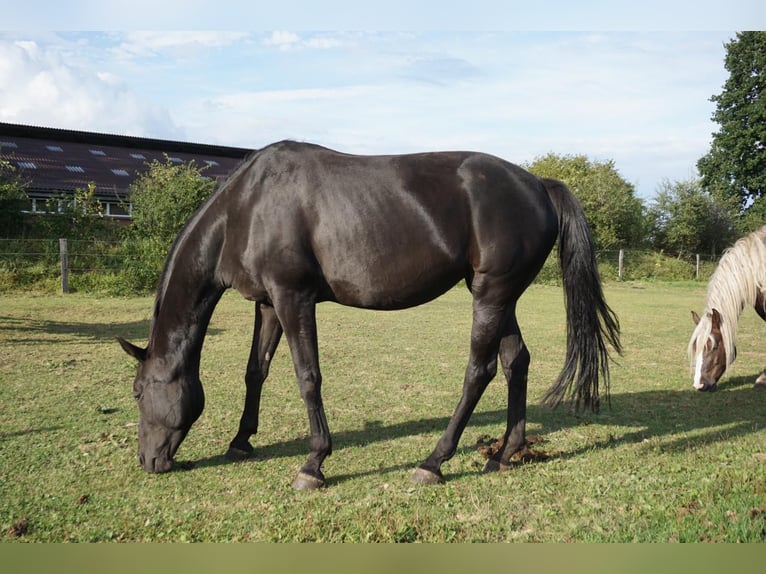 Hannoveraner Stute 11 Jahre 178 cm Rappe in Westerstede