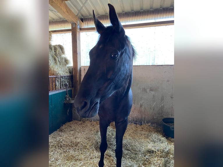Hannoveraner Stute 11 Jahre 178 cm Rappe in Westerstede