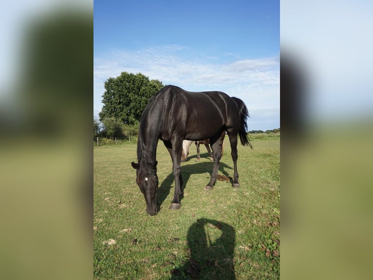 Hannoveraner Stute 11 Jahre 178 cm Rappe in Westerstede