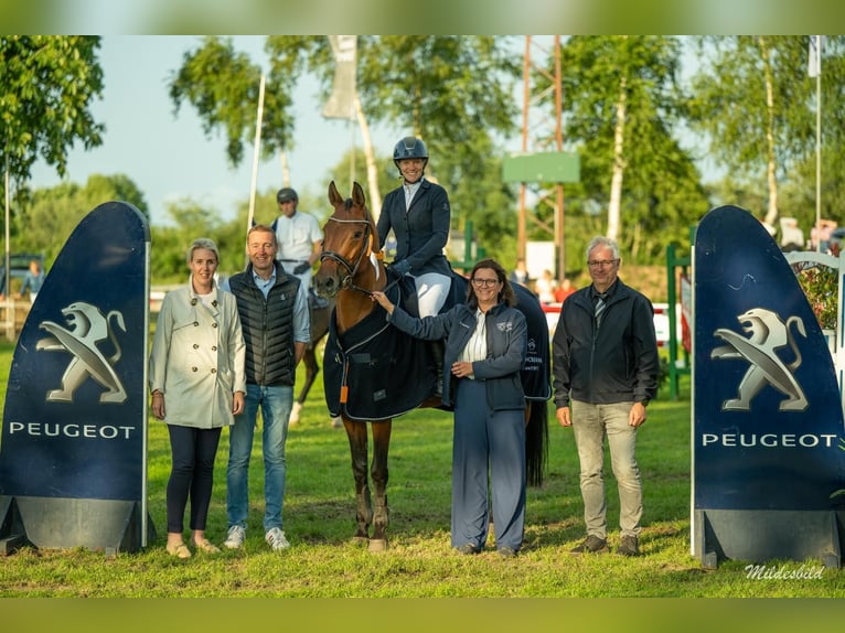 Hannoveraner Stute 12 Jahre 158 cm Brauner in Uplengen