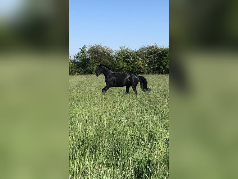 Hannoveraner Stute 12 Jahre 162 cm Rappe in Gronau (Leine)