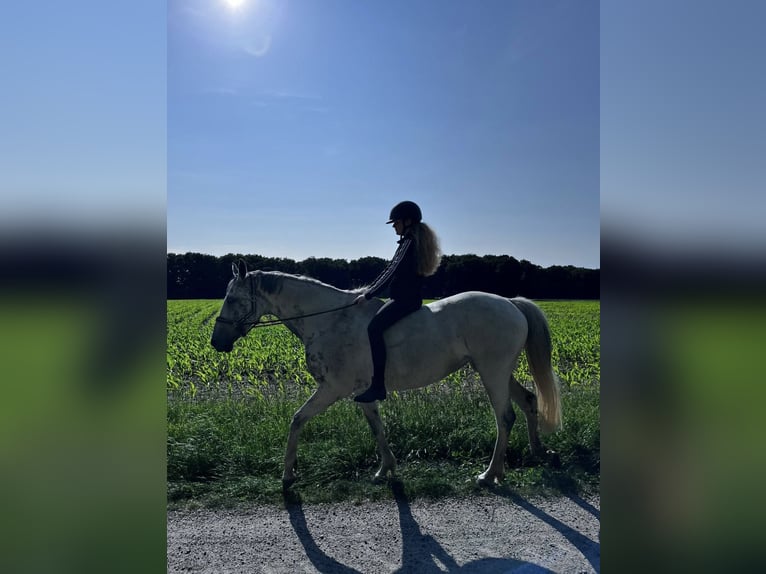 Hannoveraner Stute 12 Jahre 163 cm Apfelschimmel in Cuxhaven