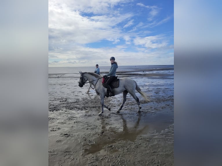 Hannoveraner Stute 12 Jahre 163 cm Apfelschimmel in Cuxhaven
