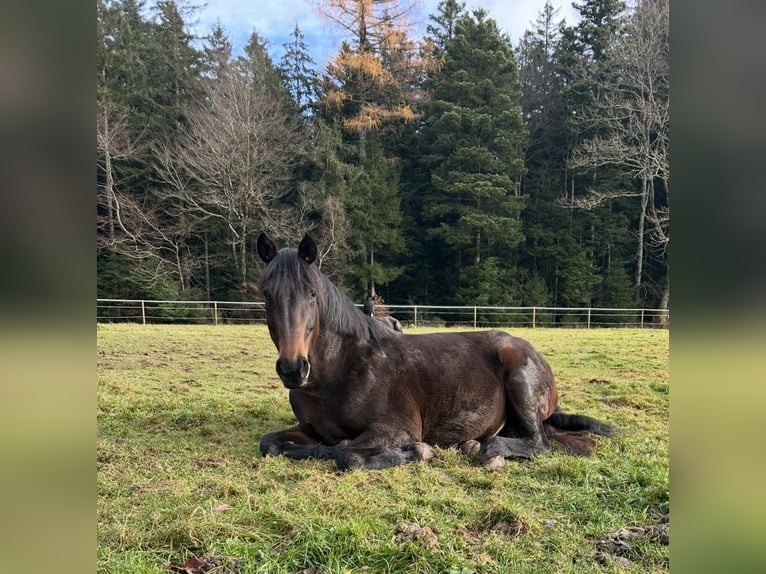 Hannoveraner Stute 12 Jahre 164 cm Brauner in Fluorn-Winzeln