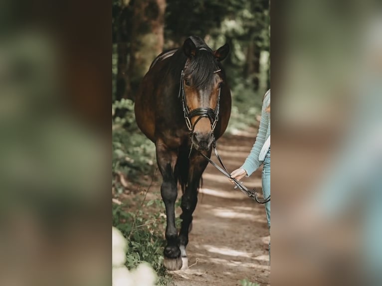 Hannoveraner Stute 12 Jahre 164 cm Brauner in Fluorn-Winzeln
