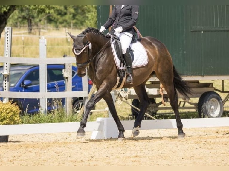 Hannoveraner Stute 12 Jahre 164 cm Brauner in Fluorn-Winzeln
