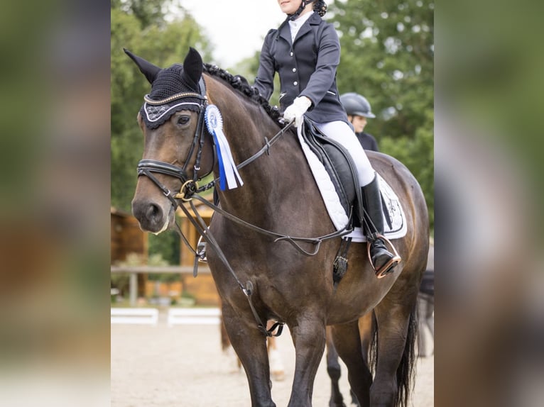 Hannoveraner Stute 12 Jahre 164 cm Brauner in Fluorn-Winzeln
