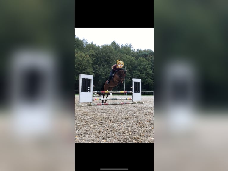 Hannoveraner Stute 12 Jahre 164 cm Brauner in Dörpen