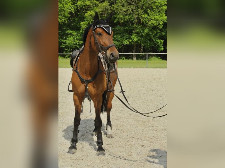 Hannoveraner Stute 12 Jahre 164 cm Brauner in Dörpen