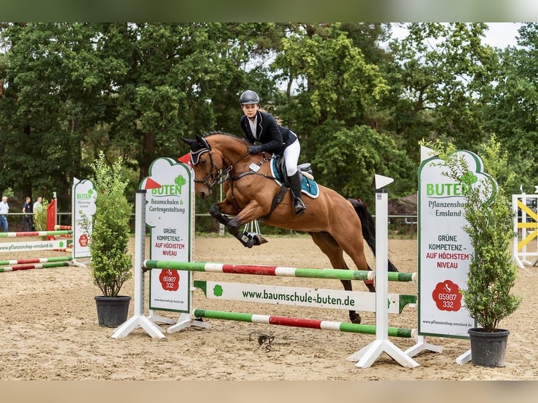 Hannoveraner Stute 12 Jahre 164 cm Brauner in Dörpen